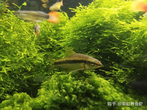 短鲷缸铺什么底砂_60缸能养多少条短鲷_短鲷缸水流