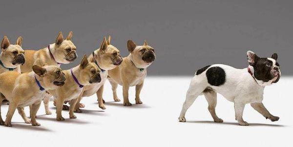 巨石强森 Ladygaga爱到无法自拔的狗狗 它是法斗 知乎