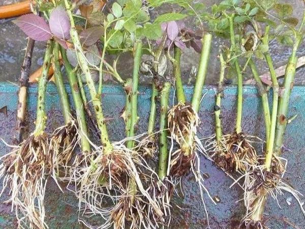 植物扦插，看这！ - 知乎