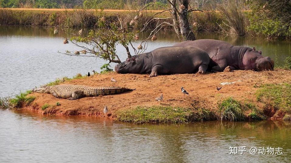 鳄鱼王"洛龙"能否捕食健康的成年公河马?