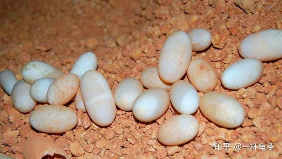 怎样才能养出好品相的龟龟,这些做法简单但实用 - 知乎