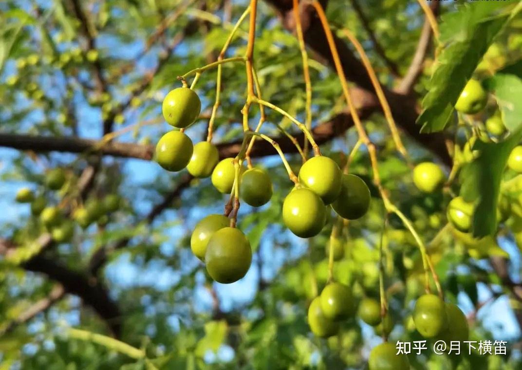 苦楝树 - 知乎