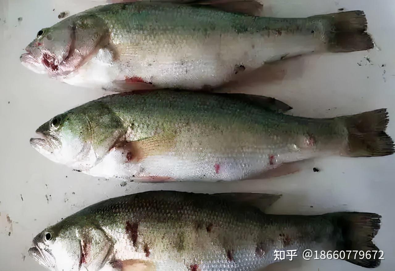 原创 位列“中国四大名鱼”之一，你知道鲈鱼的功效与禁忌有哪些吗？ - 雪花新闻