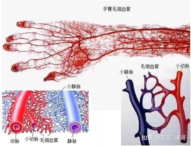 人体微循环与高压氧