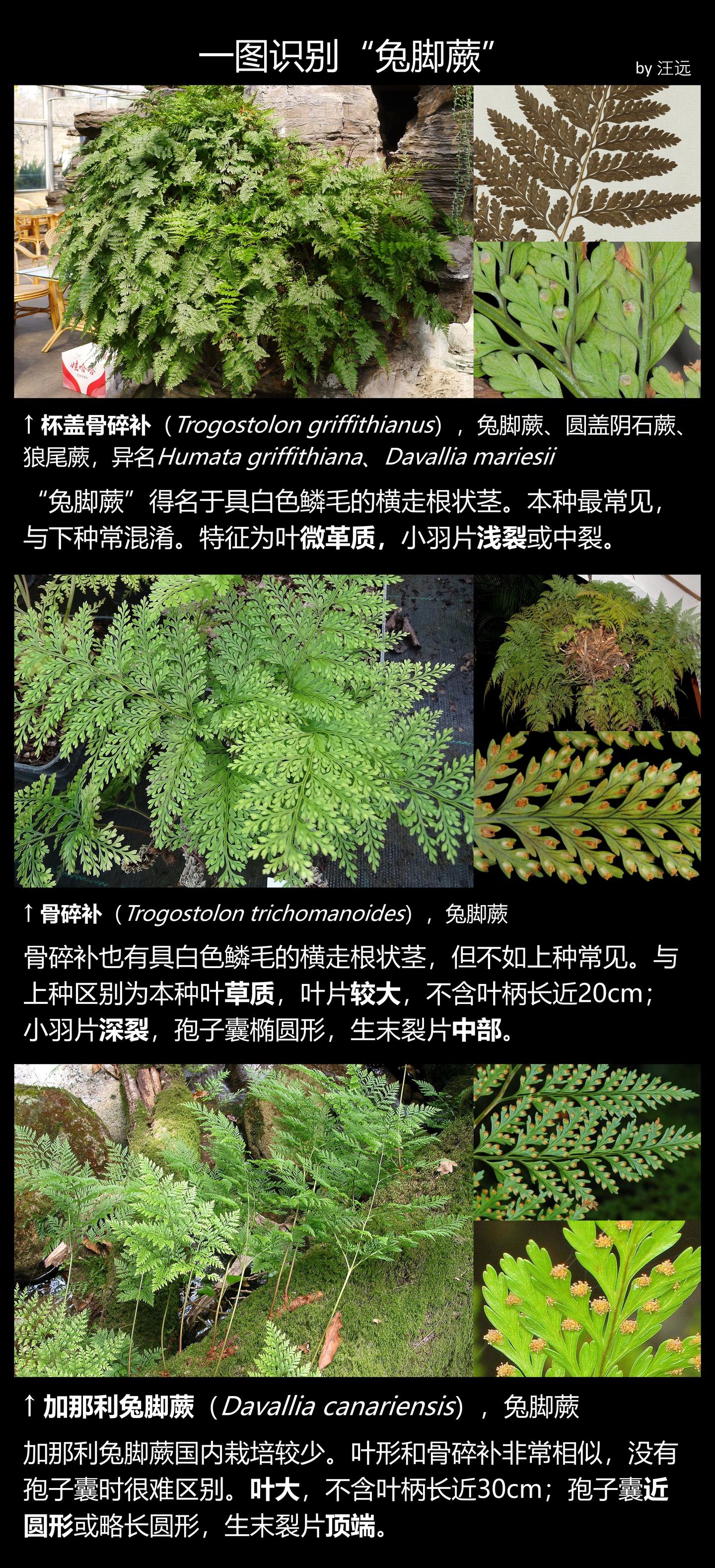一图识别“兔脚蕨” - 知乎