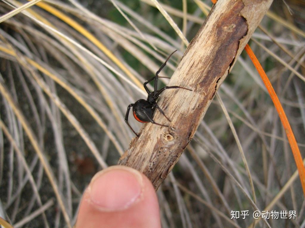 毒性极强的卡提波蜘蛛
