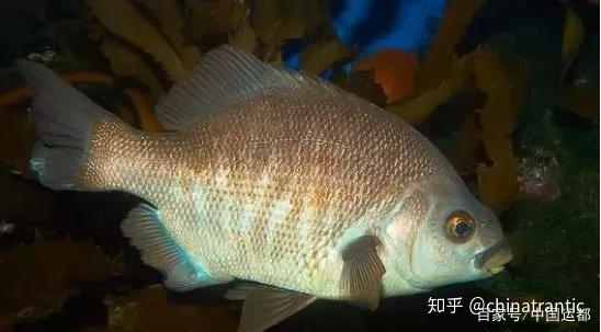 威海运都海识会说话的鱼