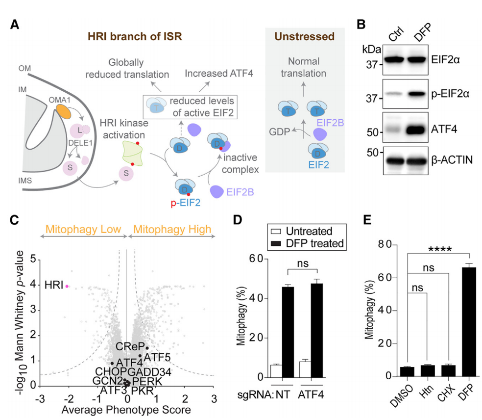 Mol Cel | 整合应激反应的HRI分支选择性驱动线粒体自噬 - 知乎