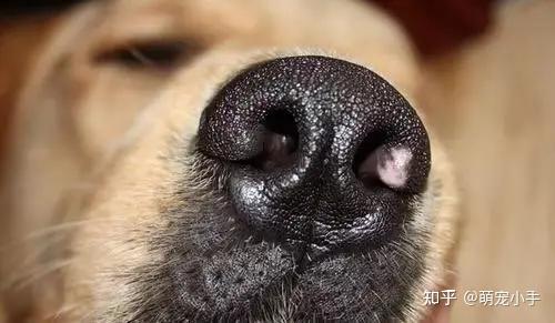 现在挑选狗狗使用瓦盖鼻的方式,其实也是很好的,因为狗狗看家护院