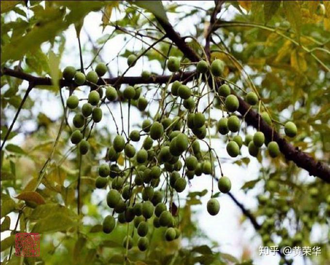 别名:土楝实,苦心子,楝枣子,楝果子,土楝子.