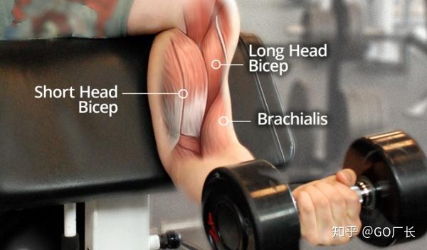 二头应该怎么练 麒麟臂养成计划之肱二头肌篇 一 知乎