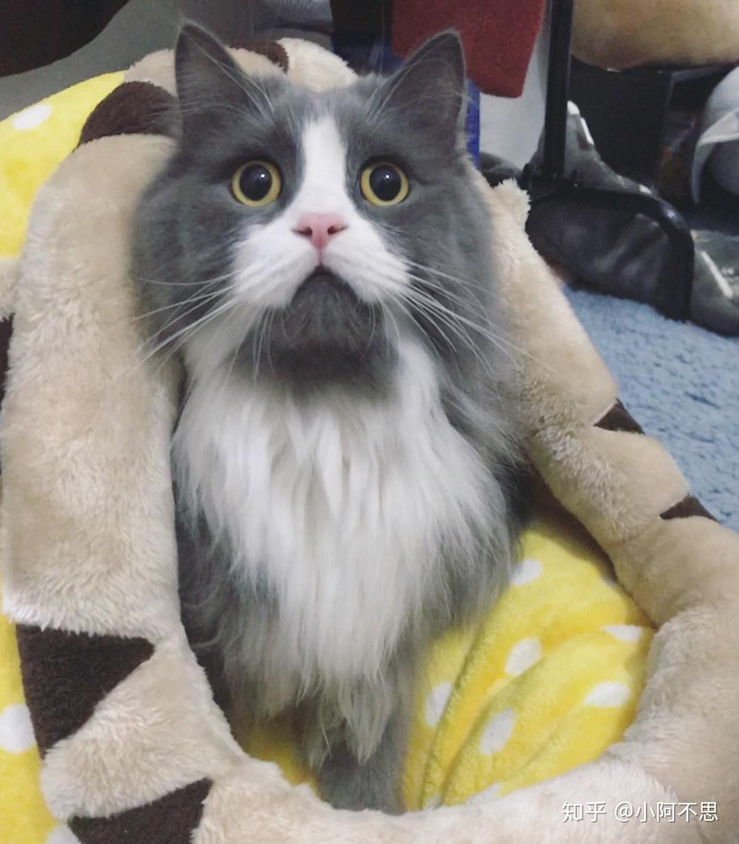 你有哪些家里猫咪的照片想要分享?