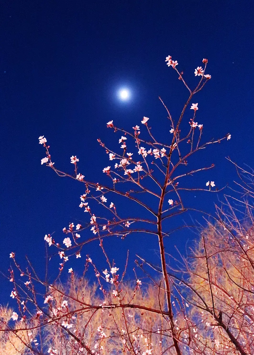 月光下桃红柳绿小城不大风景如画可见一斑