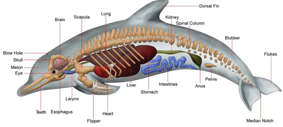 鲸鱼身体结构示意图图片
