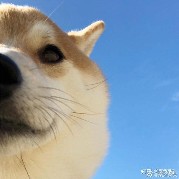 不同脸型的柴犬 你喜欢哪一种 知乎