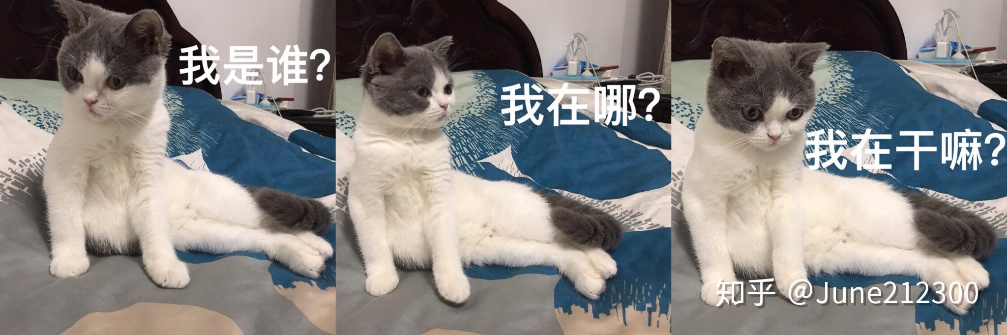 蓝猫图片大全高颜值 v2-f53e27f02fec487f4563d8a4150240a6_r.jpg