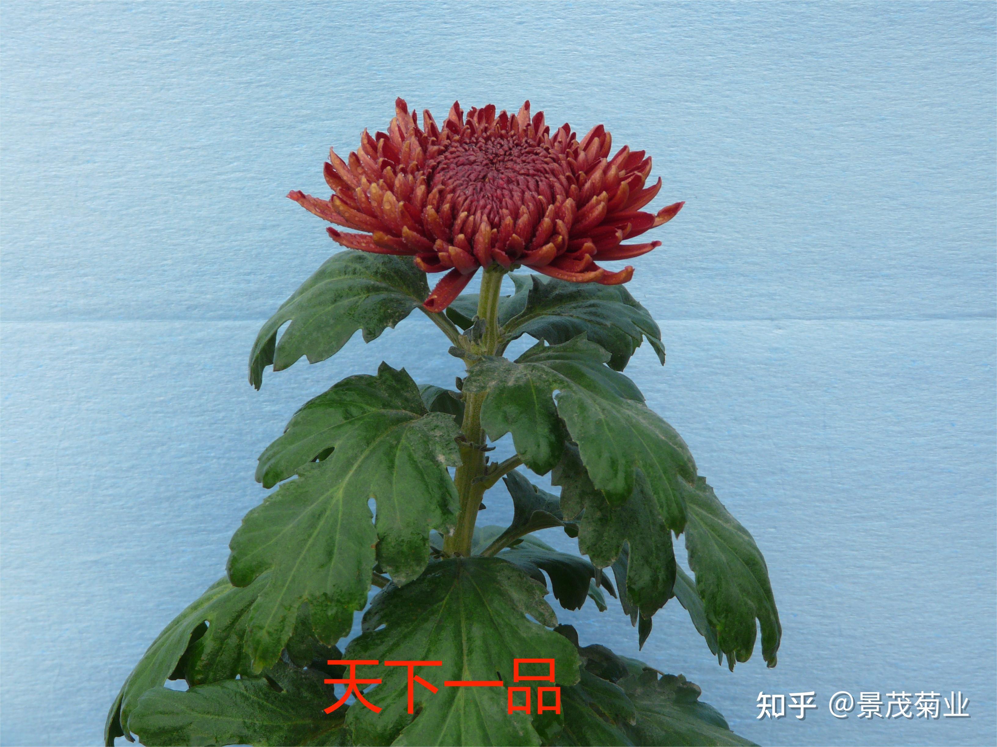 菊花品种介绍