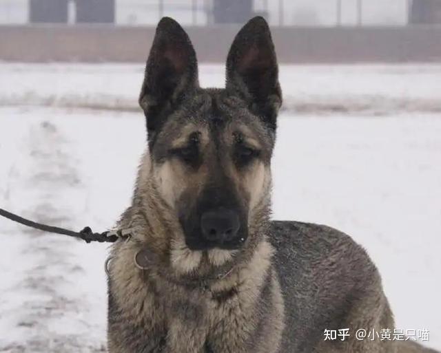 优秀如“狼青犬”,为何这么少人养呢? - 知乎