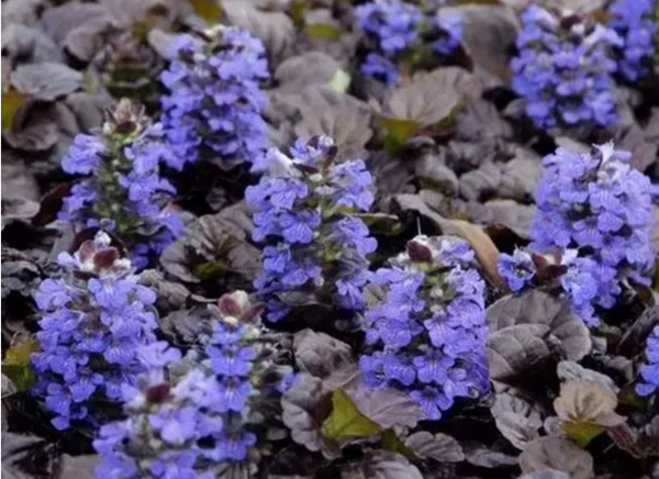 12种比草坪还美的庭院铺地植物 知乎