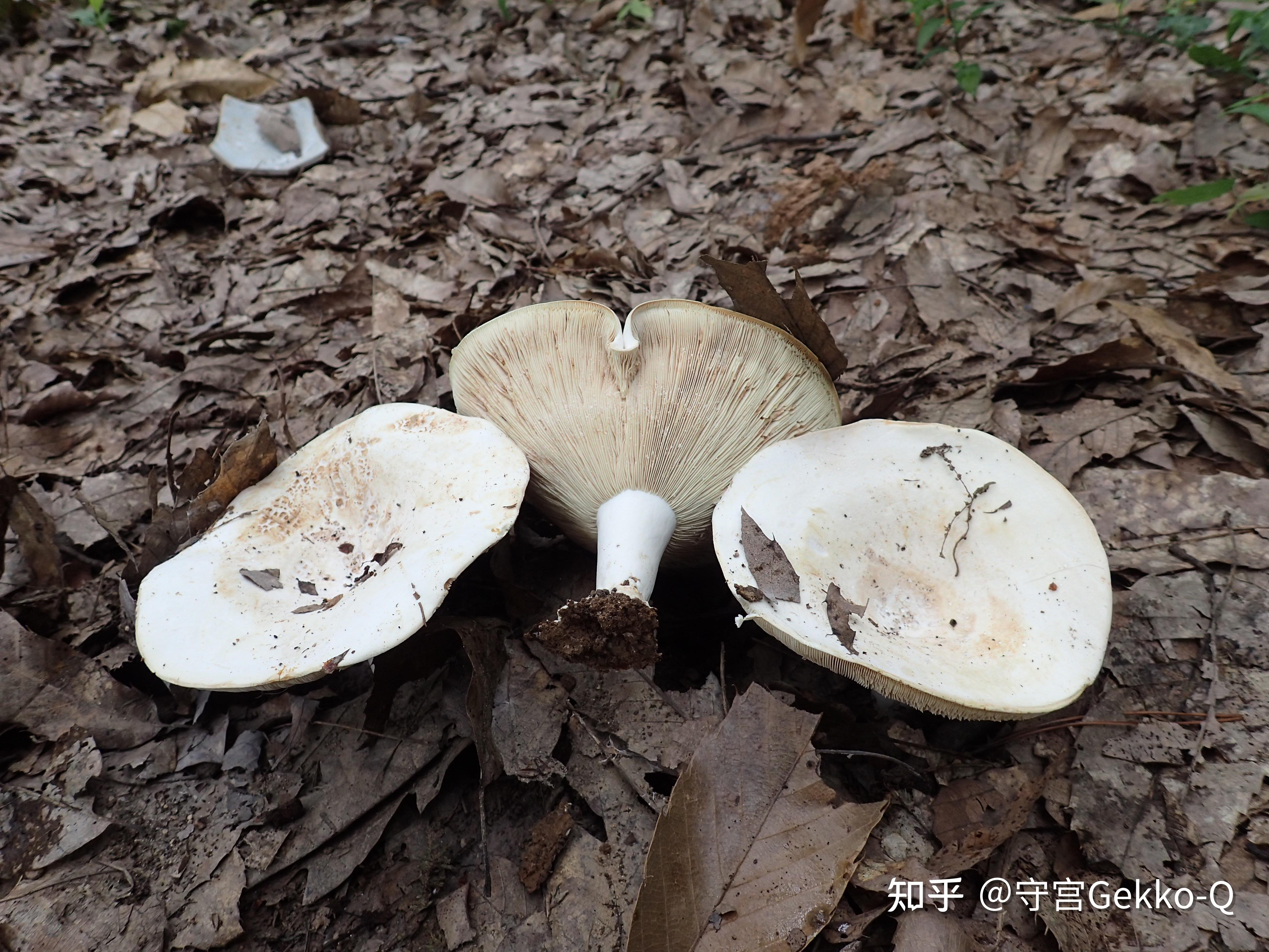 农村十大毒蘑菇图片