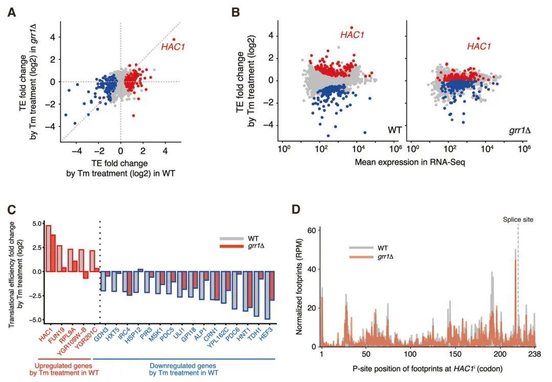 Ribo-seq+多组学：解码基因表达的“隐藏维度” - 知乎