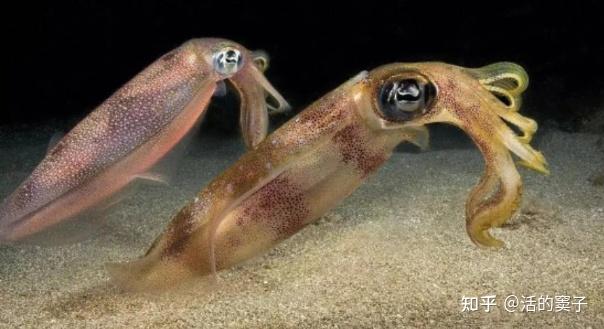 "大海中的利刃:探索鱿鱼嘴巴如何成就海洋顶级捕食者"
