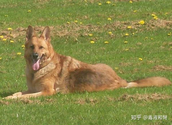 的黑色和少部分的黄色斑块的组合,但由于后文中要讲其他颜色的双色