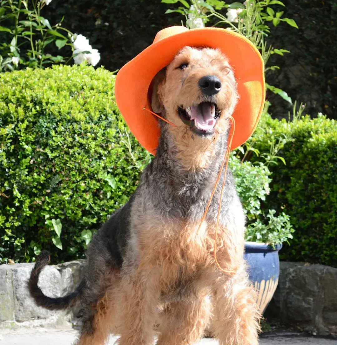 每日一宠万能梗