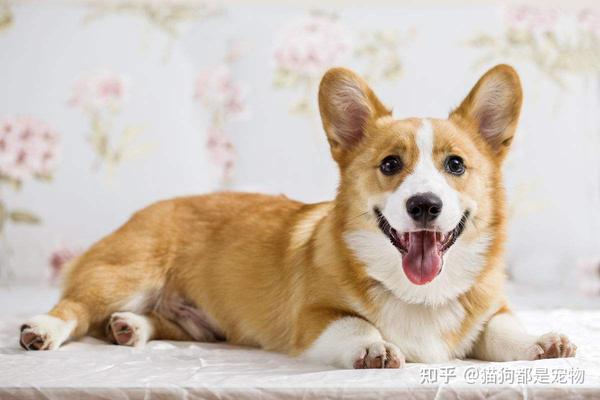“柯基”纯不纯,看这6点,很多人都买到串了! - 知乎