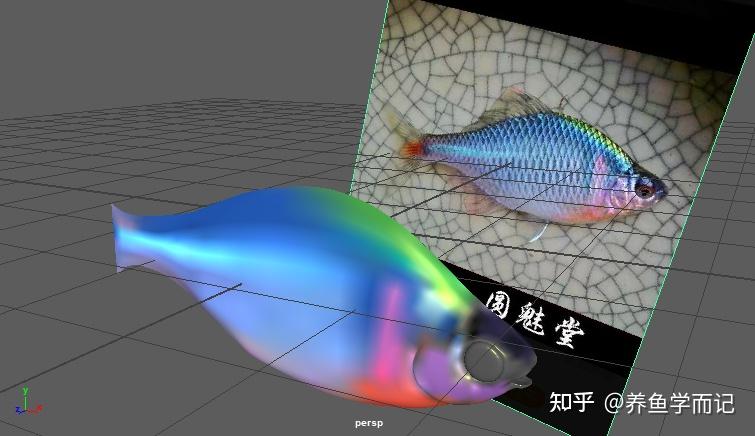 【养鱼学而记】我的3D鱼是怎么制作的