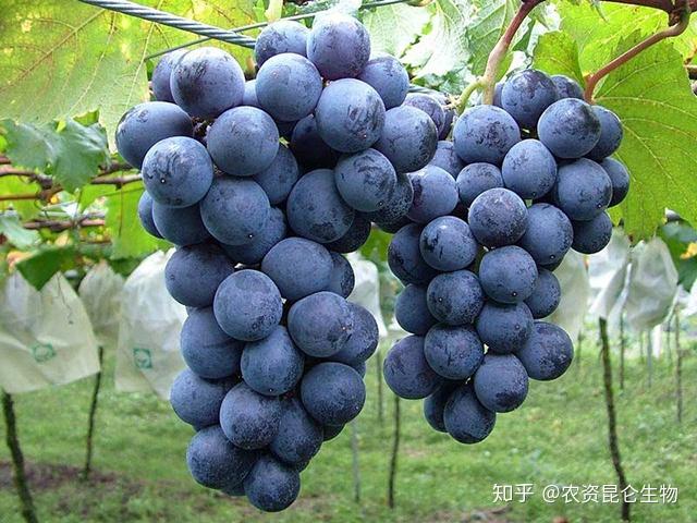 巨峰葡萄什么时候打膨大素巨峰葡萄专用膨大剂价格巨峰葡萄叶面肥用