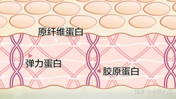 有用!但光补充胶原蛋白是不够的!