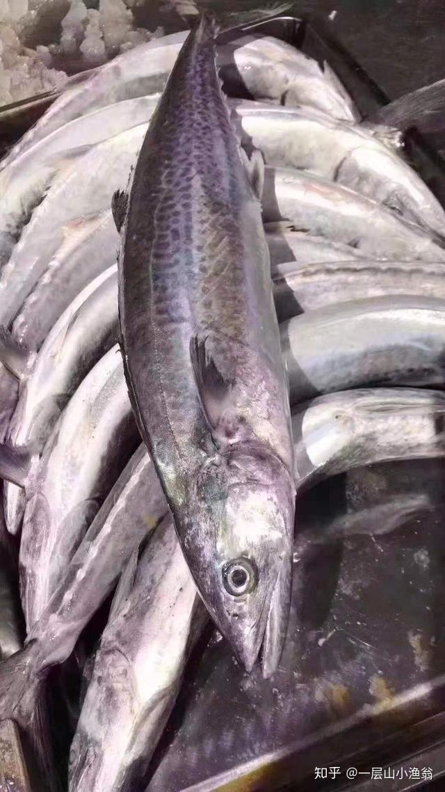 “鱼中极品”马鲛鱼,唤起你的食欲 - 知乎
