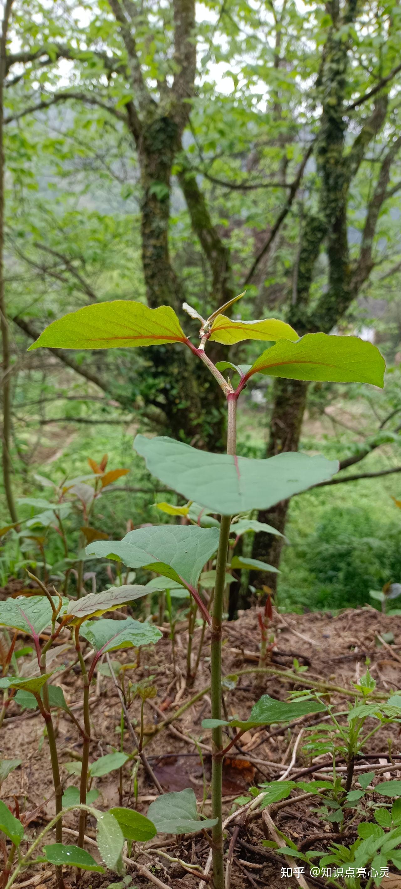 029 虎杖 酸筒杆 酸汤杆 大接骨 植物百科