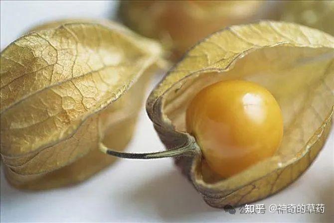 中药材:灯笼草 - 知乎