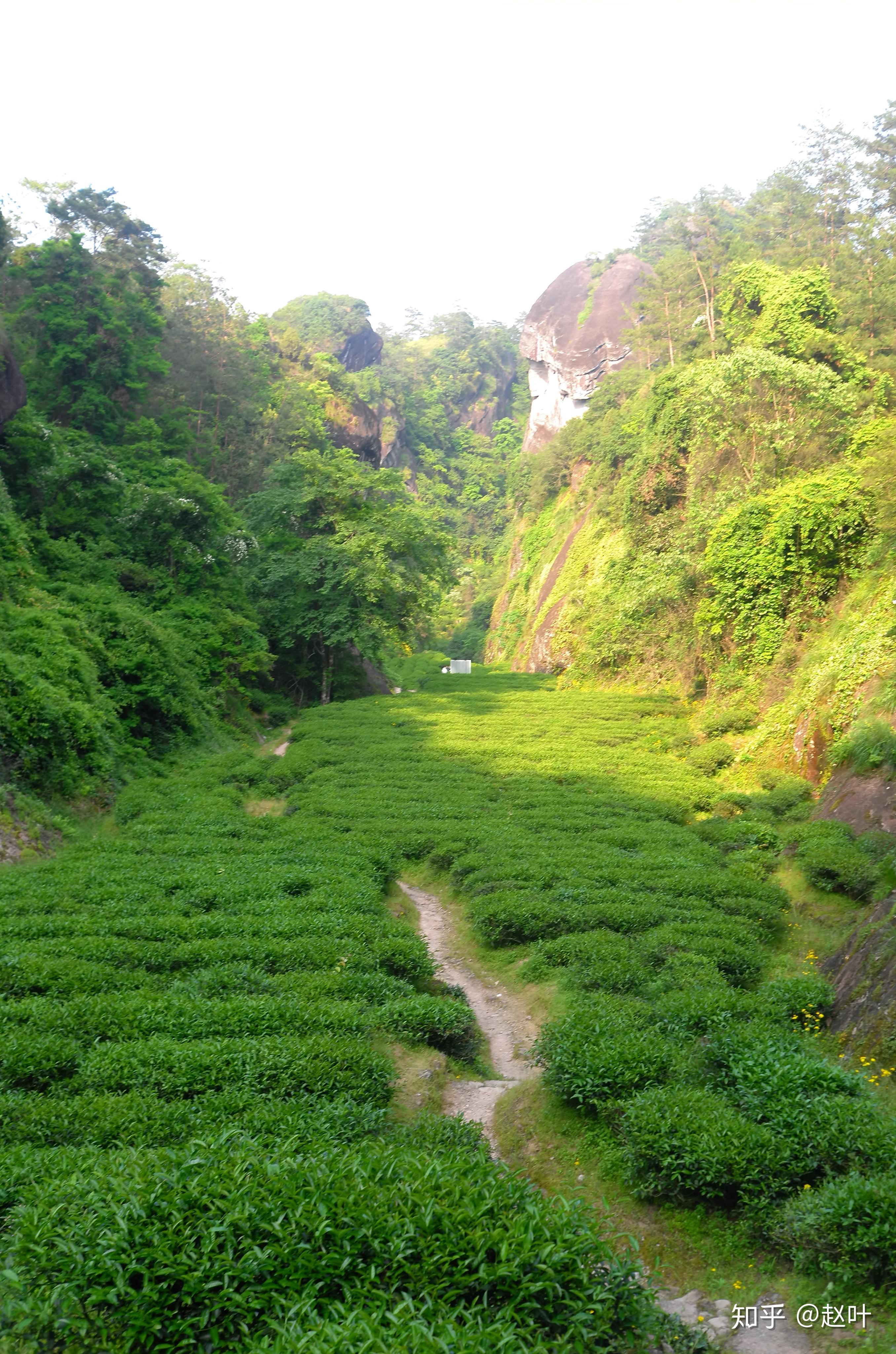 "三坑两涧——慧苑坑,倒水坑(大坑口),牛栏坑,流香涧,悟源涧"为品质之