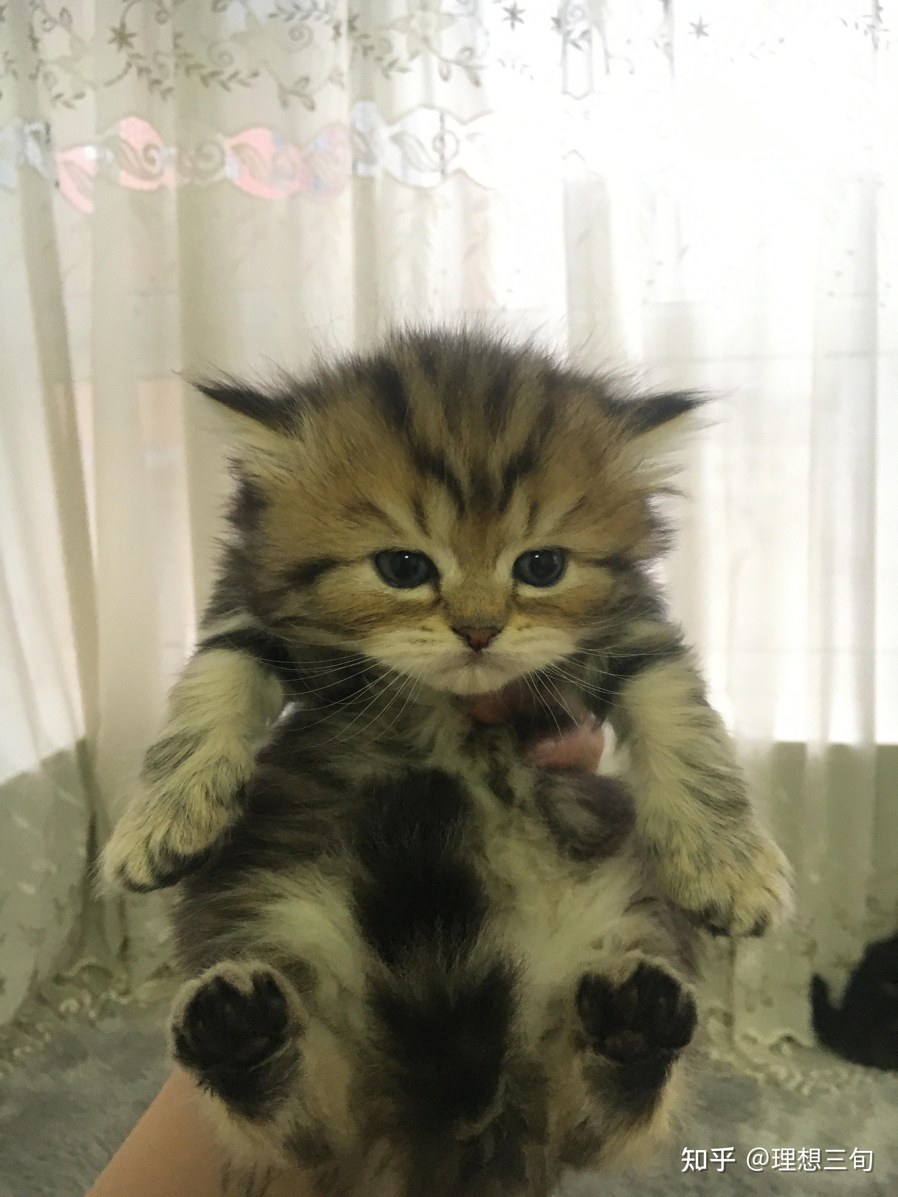 在哪能买到一只返祖长毛金虎斑美短