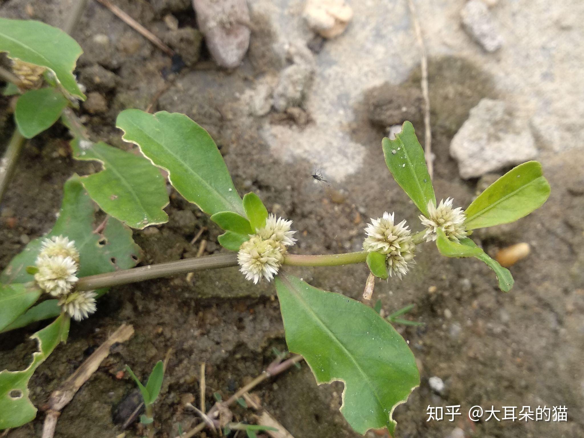 喜旱莲子草和莲子草