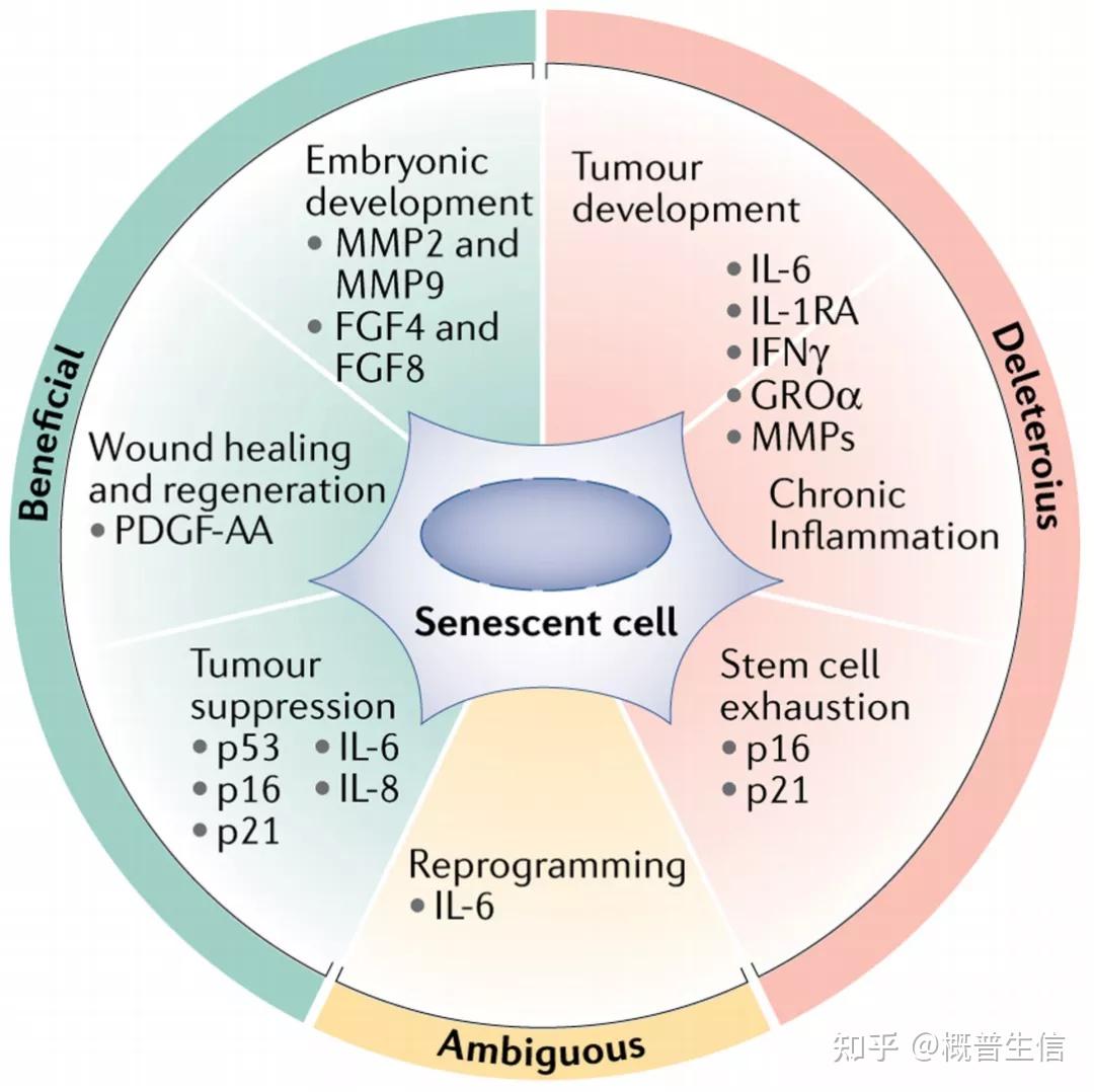 sci热点cellularsenescence抗衰新机会