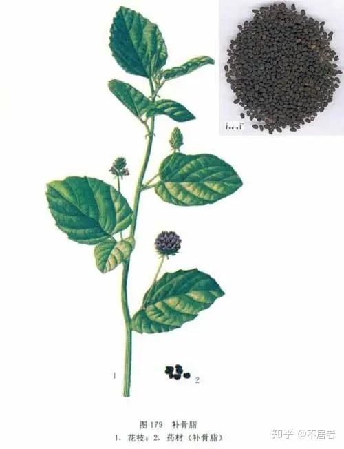 归肾,脾经〔功效〕补益肝肾,固精缩尿,安胎,明目,止泻;外用消风祛斑