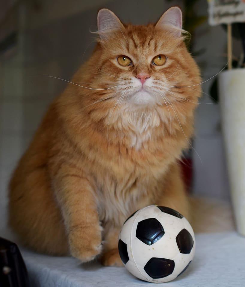 吸猫大会西伯利亚森林猫simba