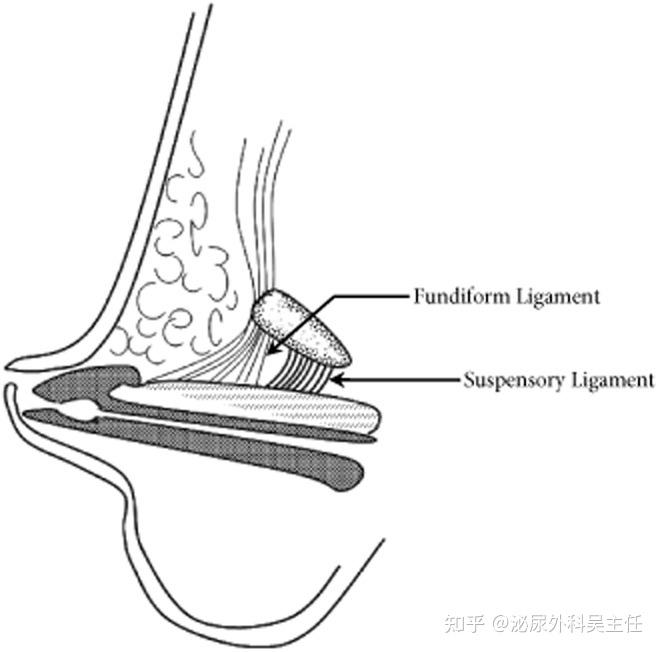 为什么长胖后丁丁会变短,肥胖型隐匿性阴茎该怎么治疗?