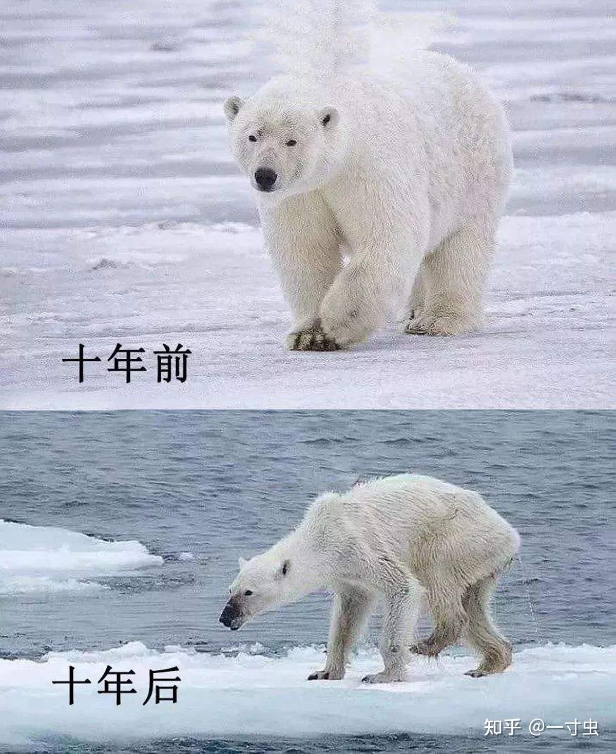 北极熊真的要灭绝了么？(3)-国际环保在线