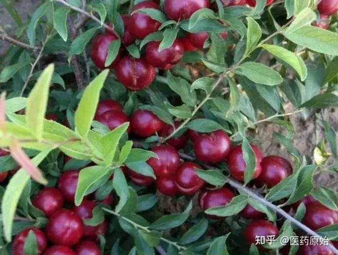 带你识别郁李仁