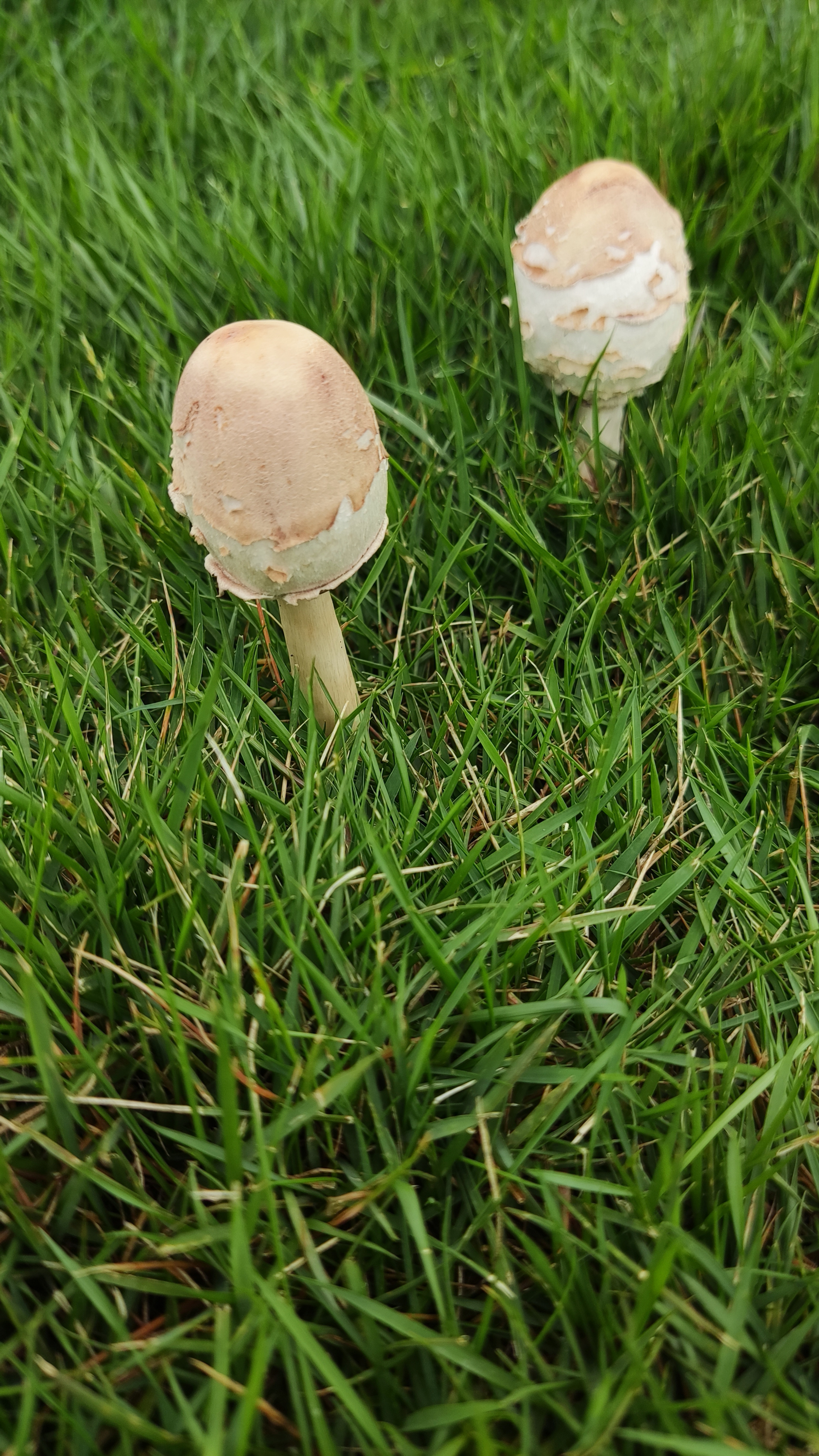 022图片秀大美雅居白鹭湖之四不敢吃的小蘑菇