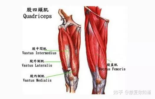 走路用到的肌肉图解图片