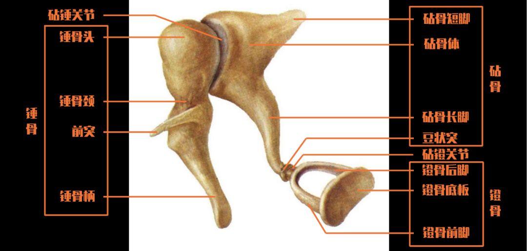 镫骨头与砧骨长脚相接,下部镫骨底板底面呈椭圆形,附于内耳的前庭窗