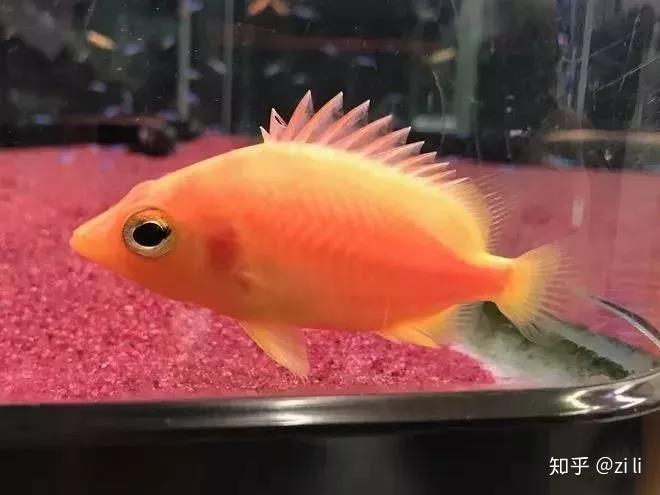 第二种黄化虎鱼,这种变异虎的体色从黄色到橘红色都有出现.