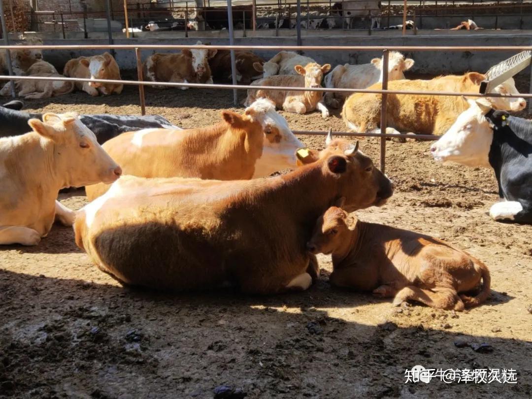 母牛发情的一般规律和异常表现丨养牛学堂 - 知乎