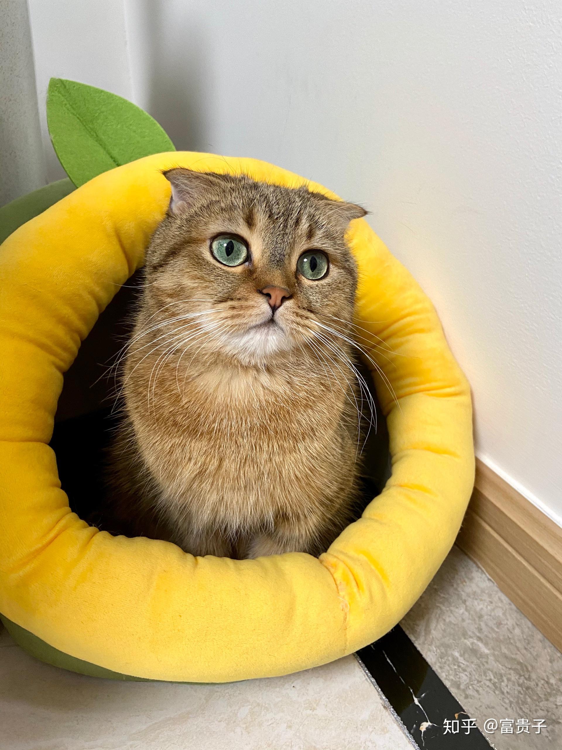 撒娇卖萌的小可爱